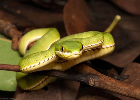 香港蛇|所有蛇類 — HongKongSnakeID.com